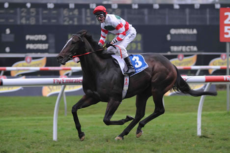 breedingracing.com breedingracing.com