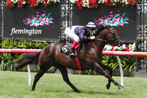 search results for supido breeding racing